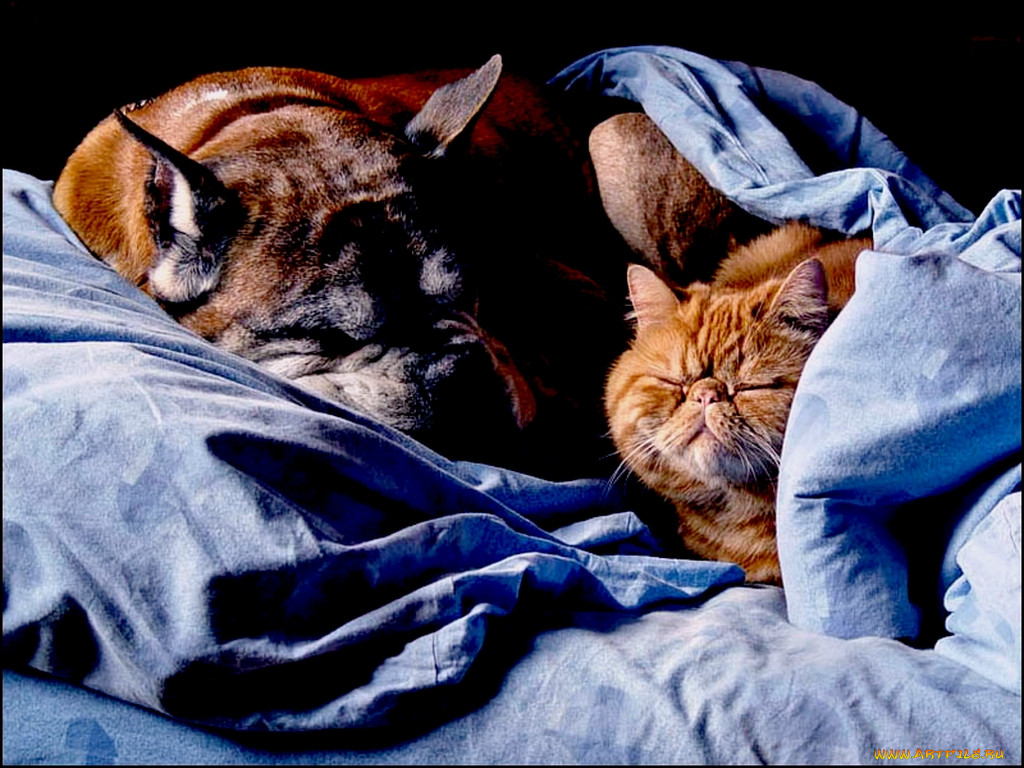 Человек и кошка вместе. Сон животных. Спящие животные. Спокойной ночи кот с собакой.
